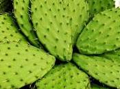 Nopal