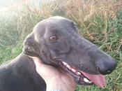 Galga cazador, necesita urgente acogida/adopcion.