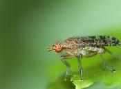 Euthycera chaerophylli (Fabricius, 1798)