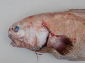 Nuevas especies peces descubiertas fosa oceánica