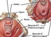 músculos suelo pélvico