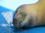 Foca monje muere después tragar anzuelo