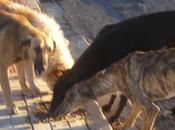 Llamamiento urgente todas personas puedan ayudar.con estos perros, estan abandonados. pueblo sevilla.