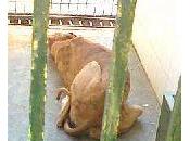 URGENTE!! sanitario perrera sevilla: galgo pequeño, macho.