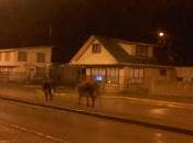 Onemi declaró alerta temprana preventiva precipitaciones moderadas