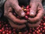 Mejora cosecha café Escambray villaclareño