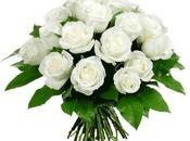 Dilo Flores