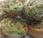 Espirales brocoli jamon