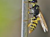 Philanthus triangulum (Fabricius,1775) lobo abejas