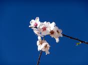 florecer almendros