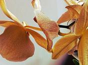 Flor hadas