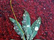 hoja caída