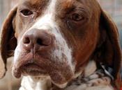 Lola, otra pointer dejó útil (Valencia)