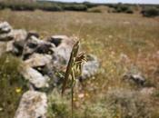Aperomantis, especie única