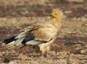 Liberados Cádiz ejemplares jóvenes alimoche recuperados CREA