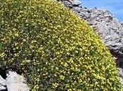 Vella spinosa Boiss