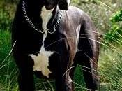 Dogo alemany