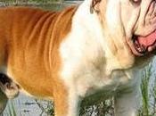 bulldog anglès