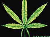 Cannabis
