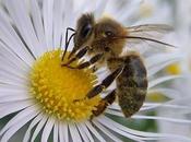 Salvando abejas