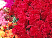 flores colombianas celebrará Valentín
