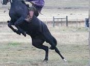 jineteadas competencia perros ovejeros celebrará ovejero