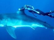 Mujer bucea junto gigantesco tiburón blanco