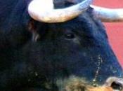 Comunicado UTAA Sevilla sobre pasada temporada