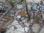 Winterstürme pilas (maac-chorrada 4/2013)