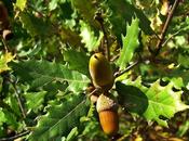Bellotas, Encinas