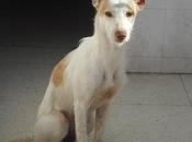 Ari, prteciosa podenca perrera Badajoz