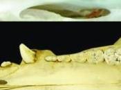 Cómo consiguieron ballenas dientes