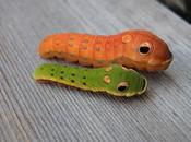 Papilio Troilo: Larvas cara serpiente.