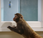 Video Patrocinado: Samsung presenta Monkey Thieves, nevera pone fácil