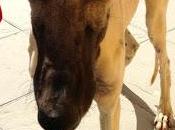 urgente! galgo lleno heridas calle! (sevilla)