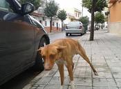 Podenco calle, otra víctima cazadores. (Sevilla)