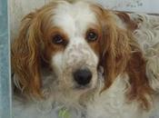 Perrera MAIRENA CADA TRISTE. (SEVILLA)