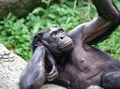 Investigación grandes simios