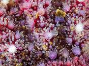 Topografías 'alienígenas' nuevas fotos corales
