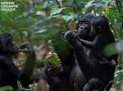 tipo chimpancé amor sexo para sobrevivir