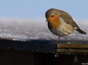¿Cómo resisten aves frío?