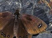 Erebia lefebvrei (Boisduval, 1828)