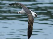 GULLS ONDARROA-Larus smithsonianus