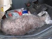 Imputado Rioja matar perro palos.