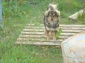 Urgente!! peludo kilos años, pegar demás perros. (sevilla)