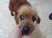 AVELINA BARTOLO, urgentes, están últimas perrera Sevilla..