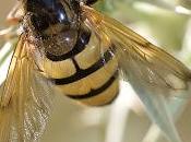 Volucella inanis (Linnaeus, 1758)