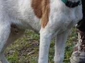 PUNKY cachorro hogar‏.