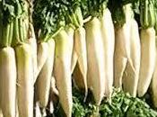 Daikon, nabo japonés usado cocina Macrobiótica para depurar organismo