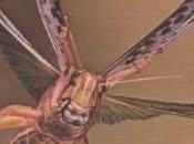 vuelo insectos